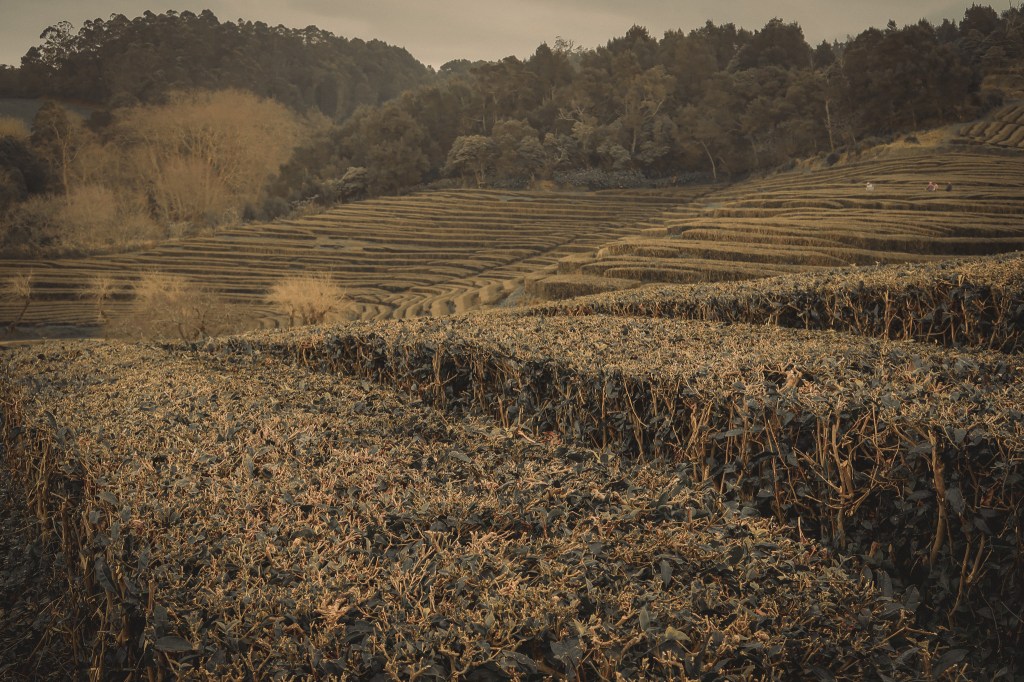Gorreana Tea plantation Sao Miguel island Azores